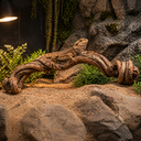 1798-Cipo-Rosca-Liane-40-70-cm-Terrarium-Holzdeko-Naturwurzel-Luftwurzel-Dekoholz_1.png