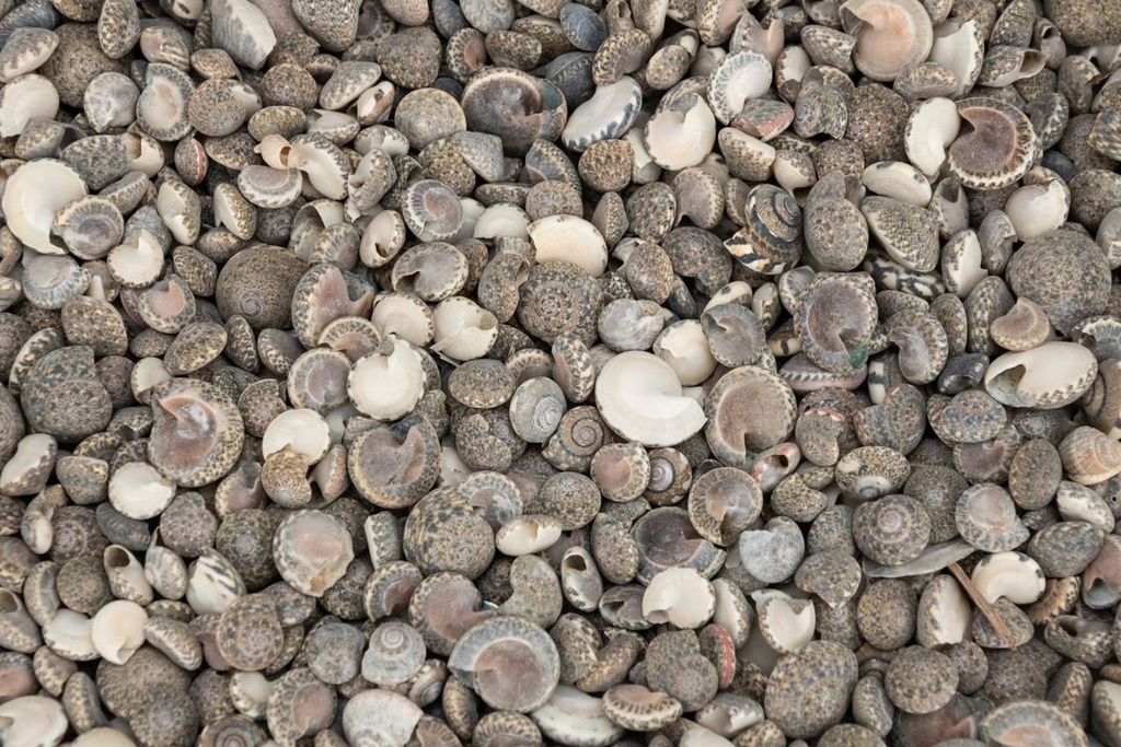 1901-Umbonium-vestiarium-verpackt-mit-0-5kg--Groesse-ca--0-5-1cm--ca--1500-2000-Stueck---Deko-Schnecken--_2.jpg
