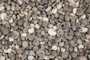 1901-Umbonium-vestiarium-verpackt-mit-0-5kg--Groesse-ca--0-5-1cm--ca--1500-2000-Stueck---Deko-Schnecken--_2.jpg