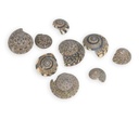 1901-Umbonium-vestiarium-verpackt-mit-0-5kg--Groesse-ca--0-5-1cm--ca--1500-2000-Stueck---Deko-Schnecken--_3.jpg