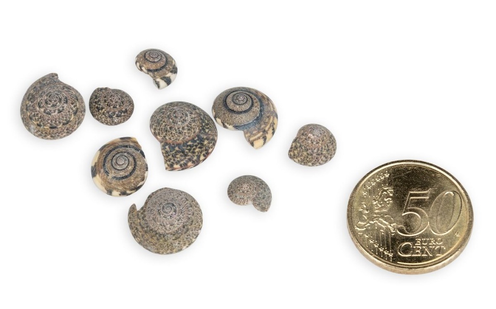 1901-Umbonium-vestiarium-verpackt-mit-0-5kg--Groesse-ca--0-5-1cm--ca--1500-2000-Stueck---Deko-Schnecken--_4.jpg