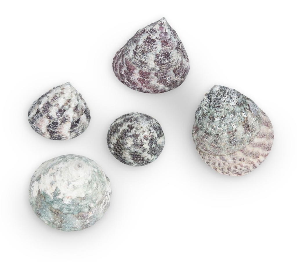 1910-Trochus-stellatus--in-Gruen--0-5kg---ca--2-5cm----ca--45-55-Stk----Stern-Kreiselschnecke---Deko-Schneckenhaus_2.jpg