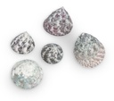 1910-Trochus-stellatus--in-Gruen--0-5kg---ca--2-5cm----ca--45-55-Stk----Stern-Kreiselschnecke---Deko-Schneckenhaus_2.jpg