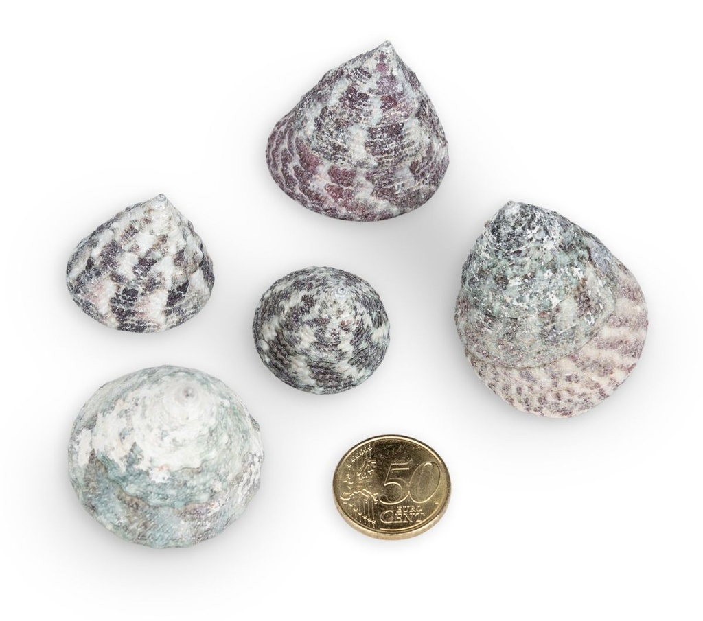 1910-Trochus-stellatus--in-Gruen--0-5kg---ca--2-5cm----ca--45-55-Stk----Stern-Kreiselschnecke---Deko-Schneckenhaus_3.jpg