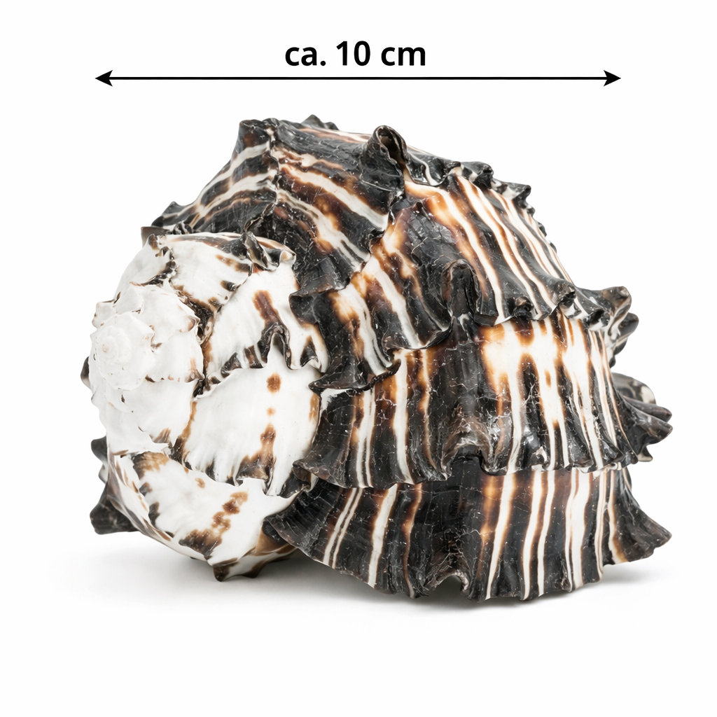 1912-Muricanthus-nigritus-10-12-cm-Schneckenhaus-Deko-Black-Murex-maritim-Aquarium.png