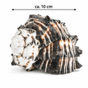 1912-Muricanthus-nigritus-10-12-cm-Schneckenhaus-Deko-Black-Murex-maritim-Aquarium.png