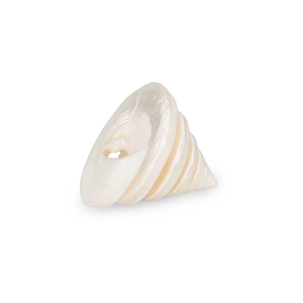 1913-Trochus-pyramis-ca--5-cm-poliert-Trochus-Spirale-Perlmutt-Schneckenhaus-Deko_1.jpg