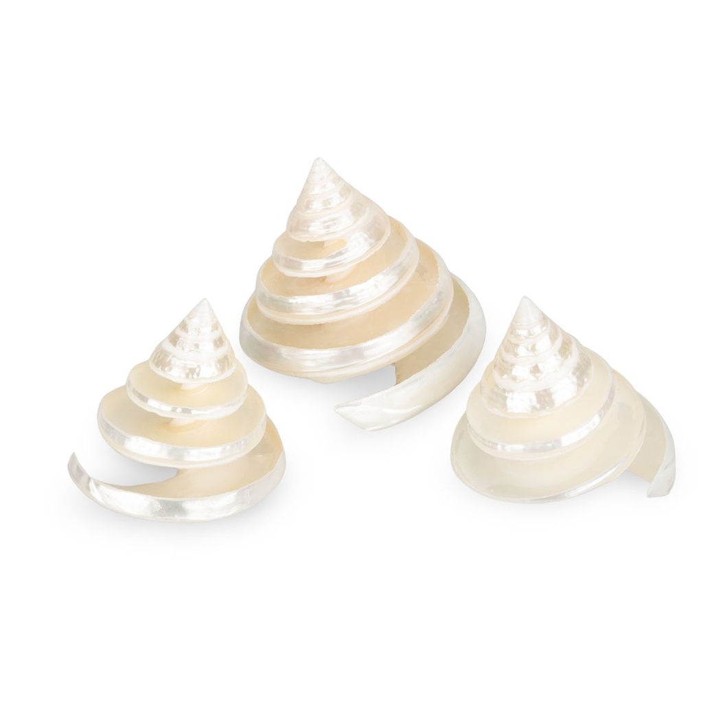 1913-Trochus-pyramis-ca--5-cm-poliert-Trochus-Spirale-Perlmutt-Schneckenhaus-Deko_2.jpg