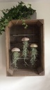 1915-Seeigelgehaeuse-Alfonso-6-8cm---Toxopneustes-pileolus_1.jpg
