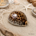 1926-Cypraea-tigris-5-7-cm-Kauri-Tigerschnecke-Deko-Schneckenhaus-maritime-Naturdeko_4.png