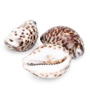1926-Cypraea-tigris-5-7-cm-Kauri-Tigerschnecke-Deko-Schneckenhaus-maritime-Naturdeko.jpg