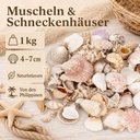 Muscheln und Schneckenhäuser mit Angaben 1 kg, 4-7 cm, naturbelassen, von den Philippinen