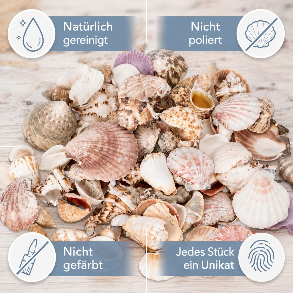 Muscheln und Schneckenhäuser — Übersicht: natürlich gereinigt, nicht poliert, nicht gefärbt, Unikate
