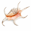 1937-Lambis-chiragra-15-18-cm-Grosser-Bootshaken-Spinnenschnecke-Deko-Schneckenhaus_5.png