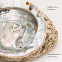 1944-Haliotis-midae-14-17-cm-Abalone-Muschel-Raeucherschale-Perlmutt-Boho-Naturdeko_1.png