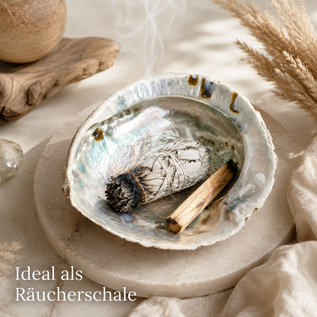 1944-Haliotis-midae-14-17-cm-Abalone-Muschel-Raeucherschale-Perlmutt-Boho-Naturdeko_3.png