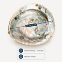 1944-Haliotis-midae-14-17-cm-Abalone-Muschel-Raeucherschale-Perlmutt-Boho-Naturdeko_4.png