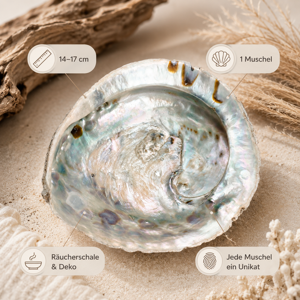 1944-Haliotis-midae-14-17-cm-Abalone-Muschel-Raeucherschale-Perlmutt-Boho-Naturdeko_5.png