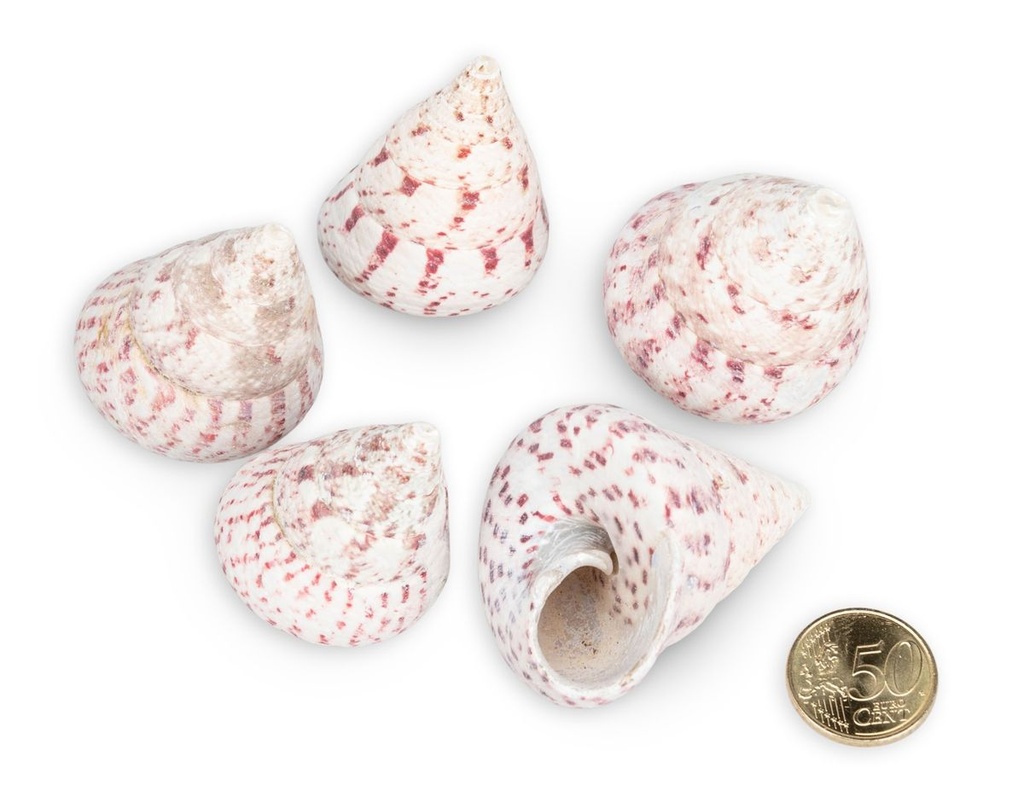 1948-Troca-maculatos-in-Rot--verpackt-mit-0-5kg--Groesse-ca--3-6cm--ca--15-20-Stueck-----Muscheln-und-Schnecken_3.jpg
