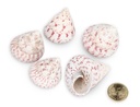 1948-Troca-maculatos-in-Rot--verpackt-mit-0-5kg--Groesse-ca--3-6cm--ca--15-20-Stueck-----Muscheln-und-Schnecken_3.jpg