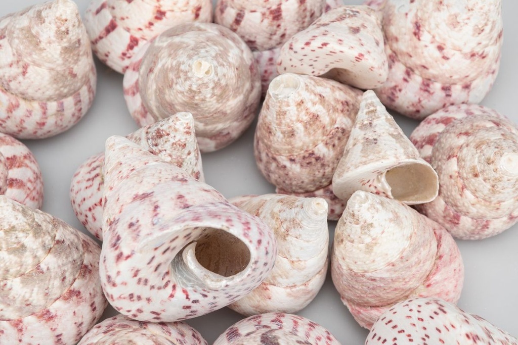 1948-Troca-maculatos-in-Rot--verpackt-mit-0-5kg--Groesse-ca--3-6cm--ca--15-20-Stueck-----Muscheln-und-Schnecken_1.jpg