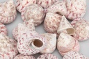 1948-Troca-maculatos-in-Rot--verpackt-mit-0-5kg--Groesse-ca--3-6cm--ca--15-20-Stueck-----Muscheln-und-Schnecken_1.jpg