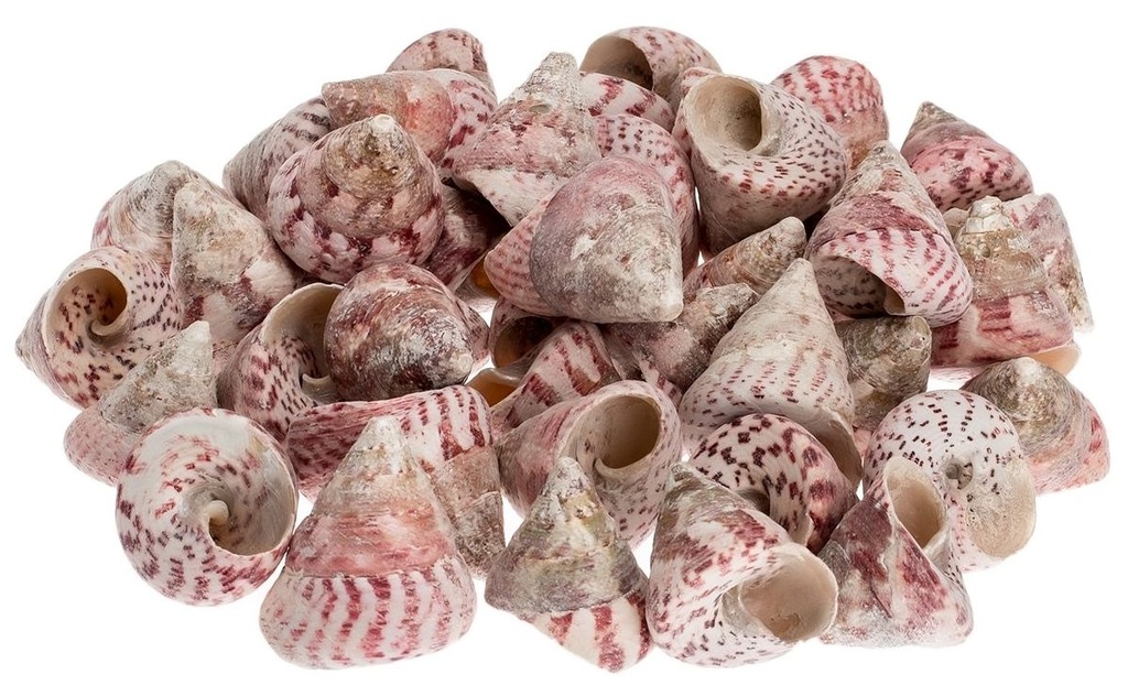 1948-Troca-maculata-in-Rot--Packung-mit-ca--1kg--Groesse-3-6cm---Trochus-maculatus.jpeg
