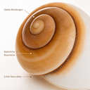 1958-Ryssota-otaheitana-ab-7-5-cm-Lamarkiana-Schneckenhaus-Natur-Deko-Aquarium-DIY_2.png