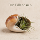 1958-Ryssota-otaheitana-ab-7-5-cm-Lamarkiana-Schneckenhaus-Natur-Deko-Aquarium-DIY_4.png