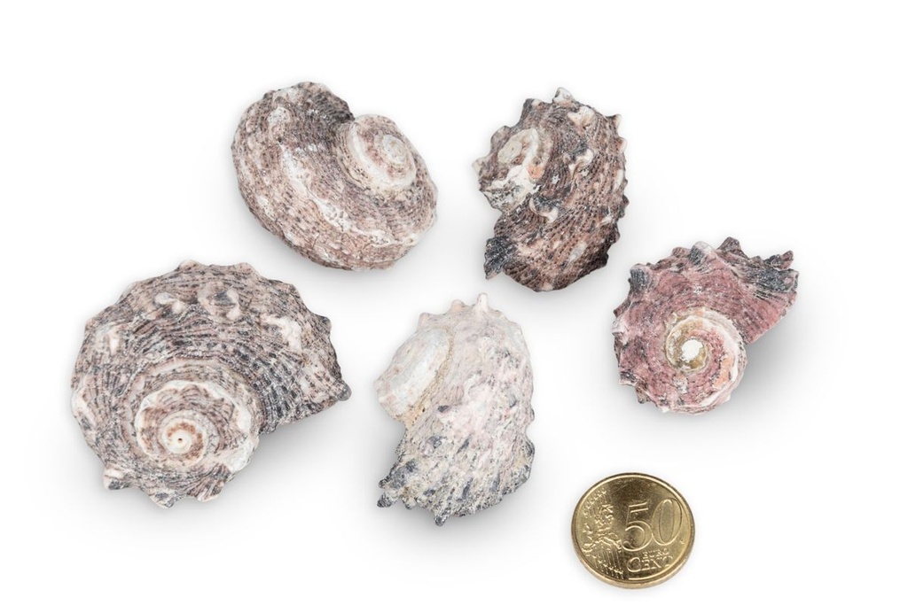 1965-Delphinula-laciniata-verpackt-mit-0-5kg--Groesse-ca--3-5cm--ca--25-35--Stueck----Deko-Schneckenhaeuser_2.jpg