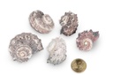 1965-Delphinula-laciniata-verpackt-mit-0-5kg--Groesse-ca--3-5cm--ca--25-35--Stueck----Deko-Schneckenhaeuser_2.jpg