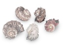 1965-Delphinula-laciniata-verpackt-mit-0-5kg--Groesse-ca--3-5cm--ca--25-35--Stueck----Deko-Schneckenhaeuser_3.jpg
