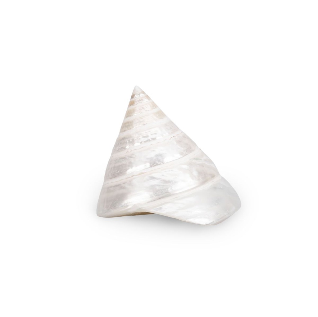 1972-Trochus-pyramis-ca--5-cm-Troca-Pearl-Kreiselschnecke-Perlmutt-Deko-Vitrine-Regal.jpg