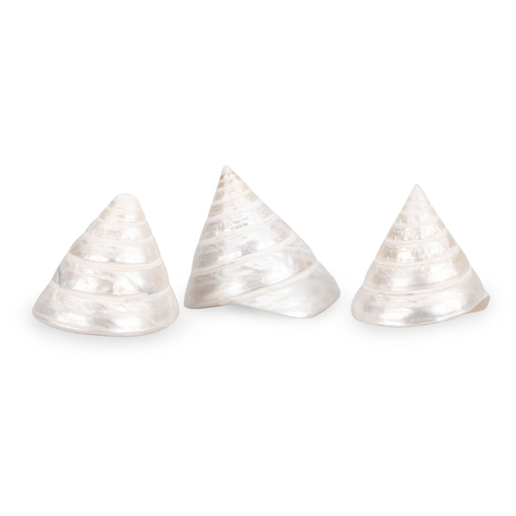 1972-Trochus-pyramis-ca--5-cm-Troca-Pearl-Kreiselschnecke-Perlmutt-Deko-Vitrine-Regal_1.jpg