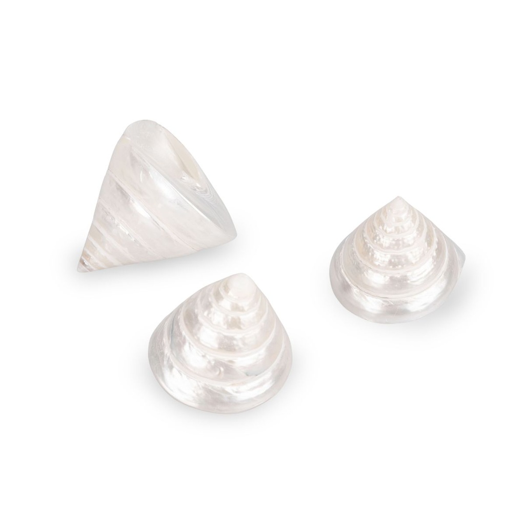 1972-Trochus-pyramis-ca--5-cm-Troca-Pearl-Kreiselschnecke-Perlmutt-Deko-Vitrine-Regal_2.jpg