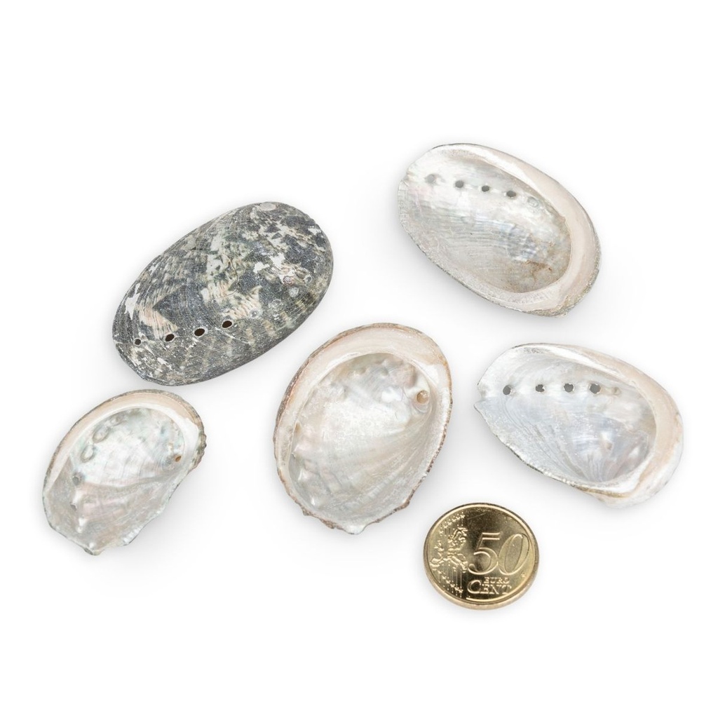1980-Abalone-Muscheln-Haliotis-pulcherina-ca--70---90-Stk---0-5-kg---3---5-cm---Muscheln-und-Schnecken-zum-Basteln-und-Dekorieren---Maritime-Deko---Perlmutt-Muscheln-Natur---Echte-Meeres_1.jpg