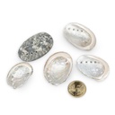 1980-Abalone-Muscheln-Haliotis-pulcherina-ca--70---90-Stk---0-5-kg---3---5-cm---Muscheln-und-Schnecken-zum-Basteln-und-Dekorieren---Maritime-Deko---Perlmutt-Muscheln-Natur---Echte-Meeres_1.jpg