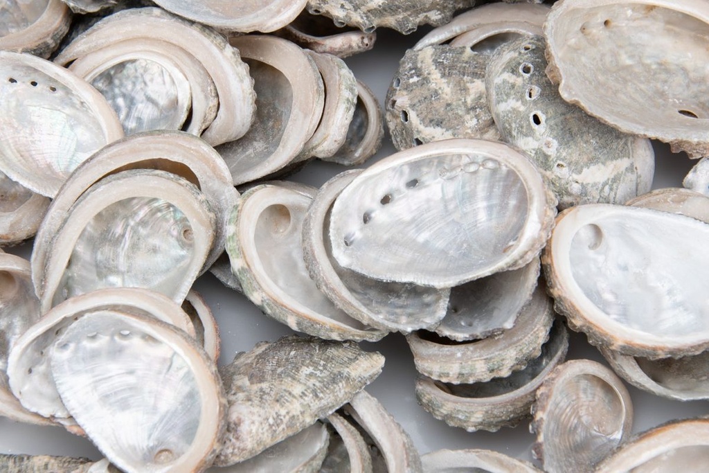1980-Haliotis-pulcherina--Groesse-ca--3-5-cm--verpackt-mit-0-5kg---Kleine-Abalone-Schnecke_1.jpg