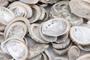 1980-Haliotis-pulcherina--Groesse-ca--3-5-cm--verpackt-mit-0-5kg---Kleine-Abalone-Schnecke_1.jpg