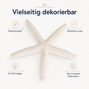 1983-Schlangen-Seestern-weiss-10-15cm_1.png