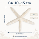 1983-Schlangen-Seestern-weiss-10-15cm_4.png