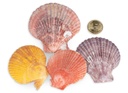 1990-Pecten-nobolis-Haelften-verpackt-mit-0-5kg--Groesse-ca--5-8cm---kleine-Kammmuschel_2.jpg