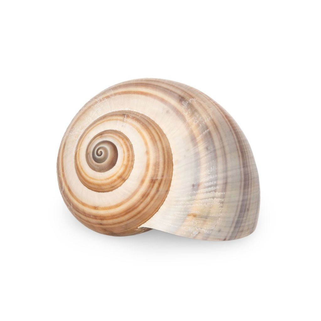 2112-Pila-ampullacea-3-4-cm-Apfelschnecke-Schneckenhaus-Suesswasser-Aquarium-Deko-Natur.jpg
