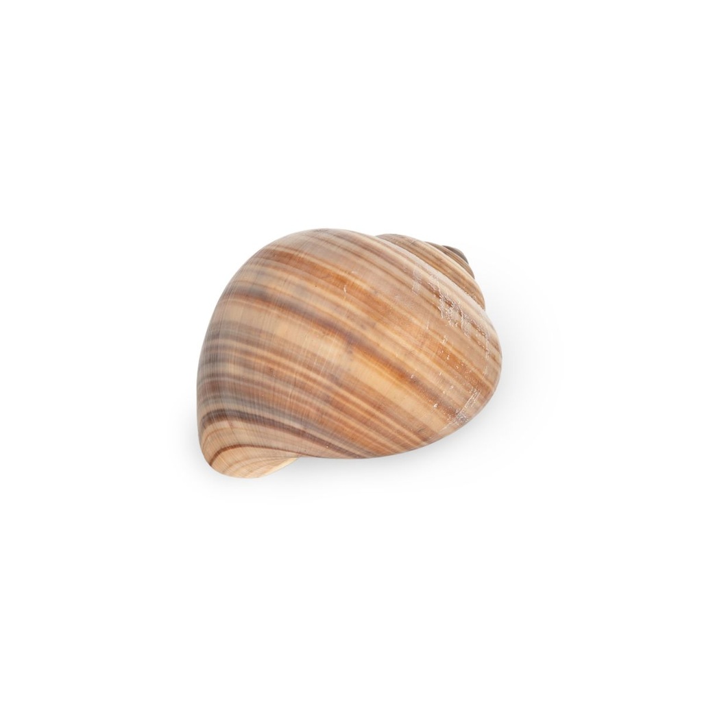 2112-Pila-ampullacea-3-4-cm-Apfelschnecke-Schneckenhaus-Suesswasser-Aquarium-Deko-Natur_1.jpg