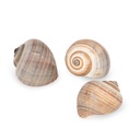 2112-Pila-ampullacea-3-4-cm-Apfelschnecke-Schneckenhaus-Suesswasser-Aquarium-Deko-Natur_2.jpg