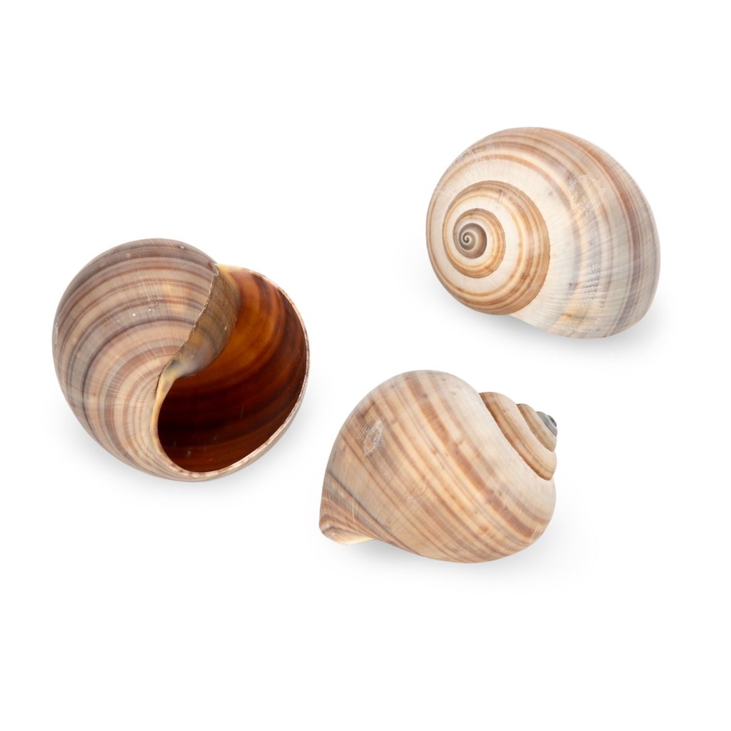 2112-Pila-ampullacea-3-4-cm-Apfelschnecke-Schneckenhaus-Suesswasser-Aquarium-Deko-Natur_3.jpg