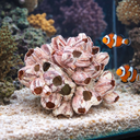 2125-Seepocke-Deko-ca--20cm-----echte-maritime-Dekoration-aus-dem-Indopazifik-----natuerliche-Aquarium-Deko-und-Versteck-fuer-Fische_5.png