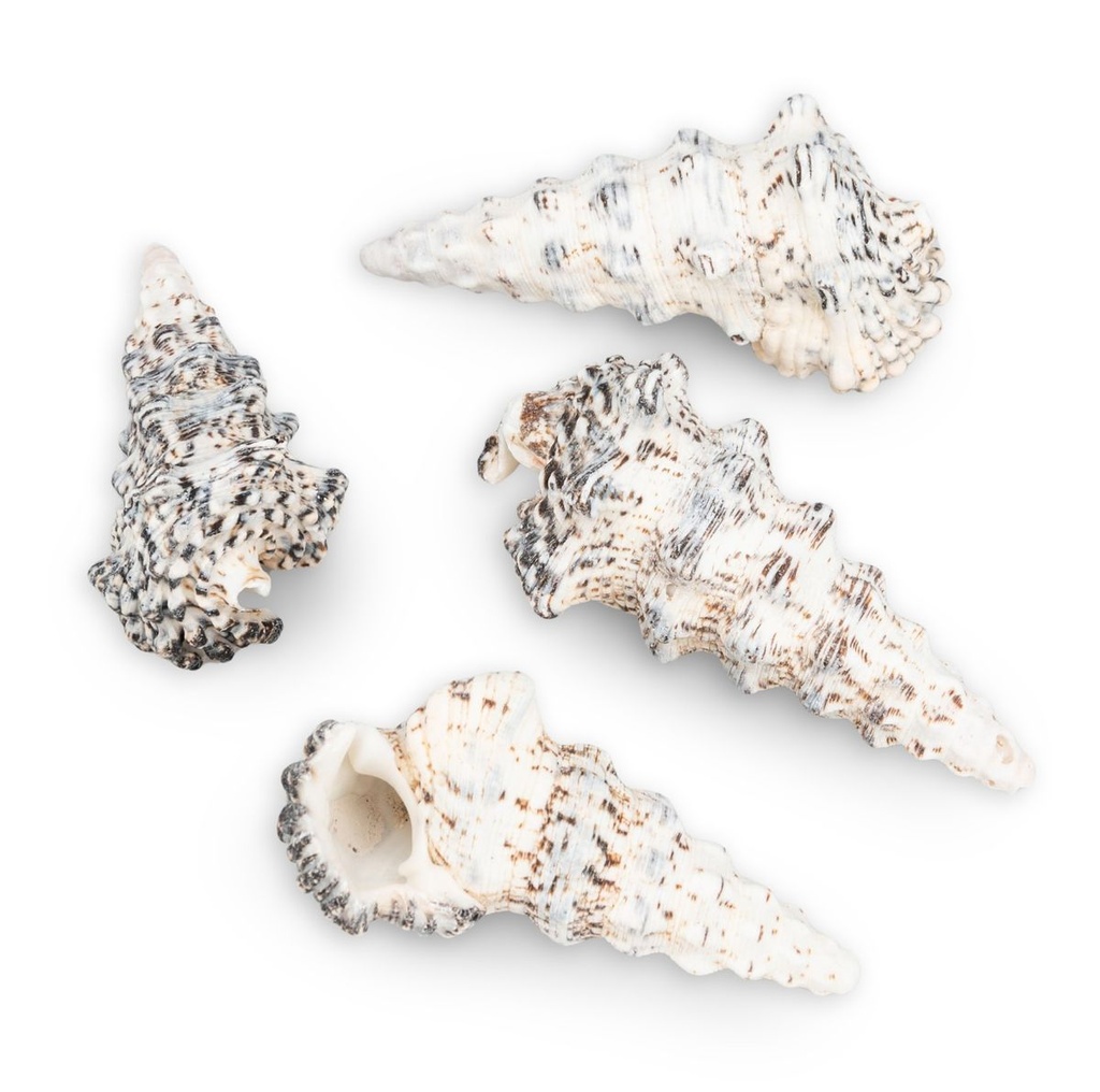 2146-Cerithium-nodulosum-Muscheln-und-Schnecken-zum-Basteln-und-Dekorieren-Schneckenhaus_2.jpg