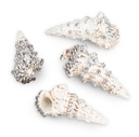 2146-Cerithium-nodulosum-Muscheln-und-Schnecken-zum-Basteln-und-Dekorieren-Schneckenhaus_2.jpg
