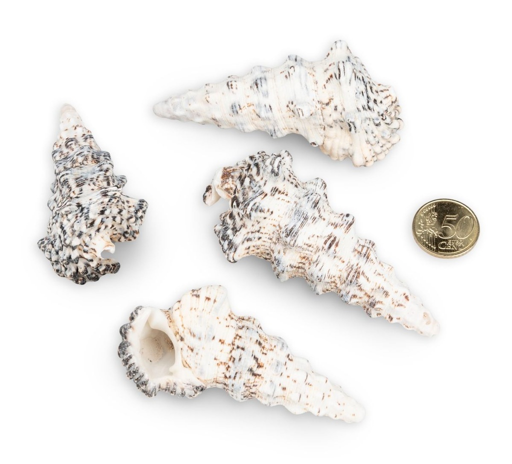 2146-Cerithium-nodulosum-Muscheln-und-Schnecken-zum-Basteln-und-Dekorieren-Schneckenhaus_3.jpg